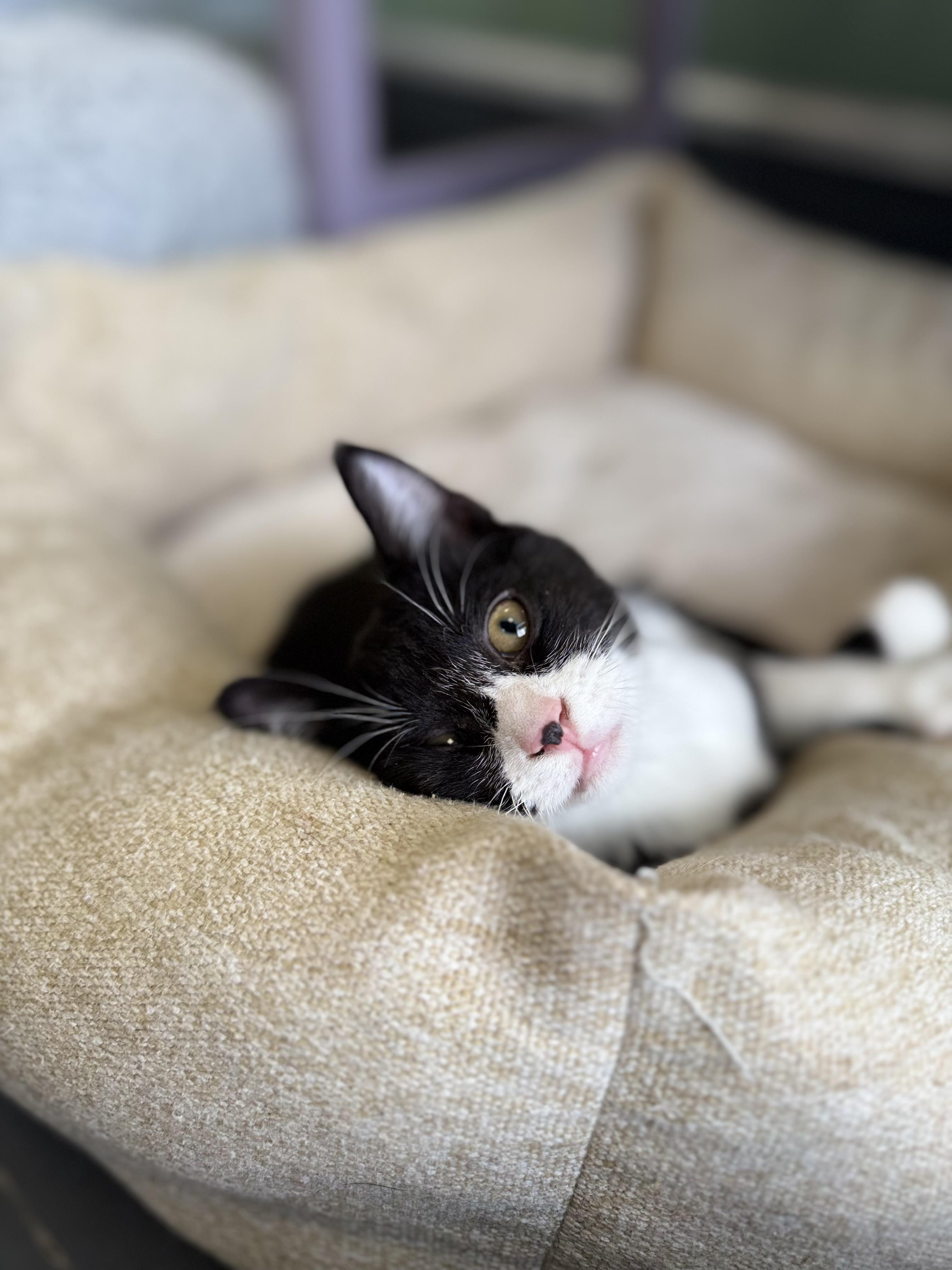 Toe, adopted, Young Male Domestic Short Hair & Tuxedo.