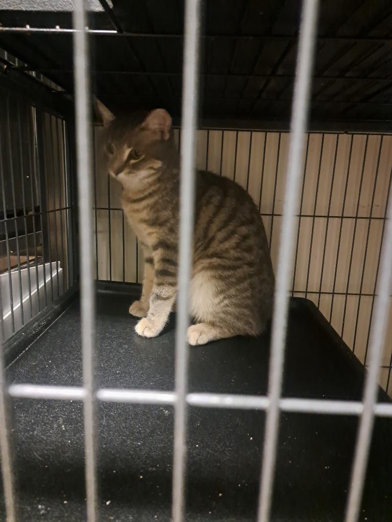 Enlarge Jupiter, a Adoptable mixed breed in Pine Grove, PA image 1/1