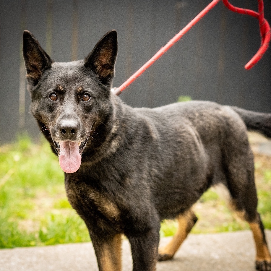 Willow, Adoptable, Adult Female German Shepherd Dog.