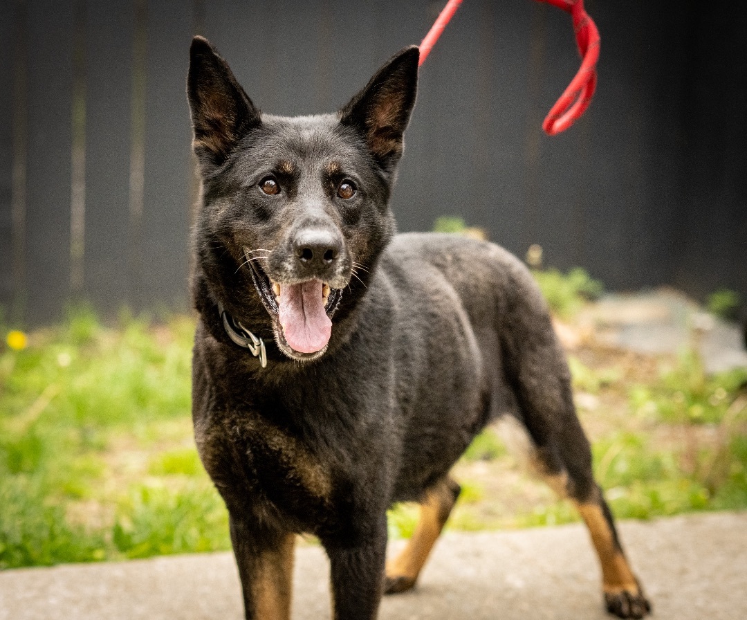 Willow, a Adoptable German Shepherd Dog in Bedford, NY image 2/12