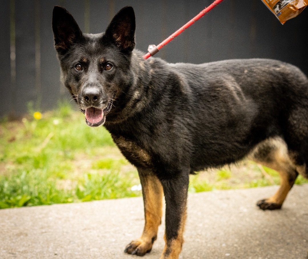 Willow, a Adoptable German Shepherd Dog in Bedford, NY image 3/12