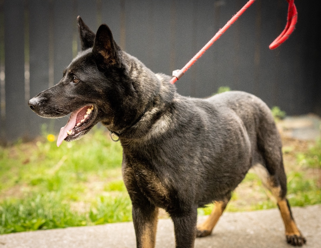 Willow, a Adoptable German Shepherd Dog in Bedford, NY image 4/12