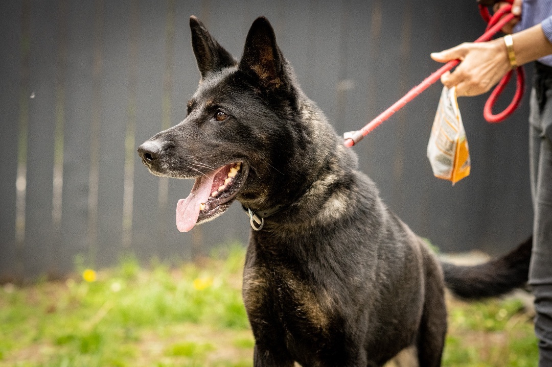 Willow, a Adoptable German Shepherd Dog in Bedford, NY image 5/12