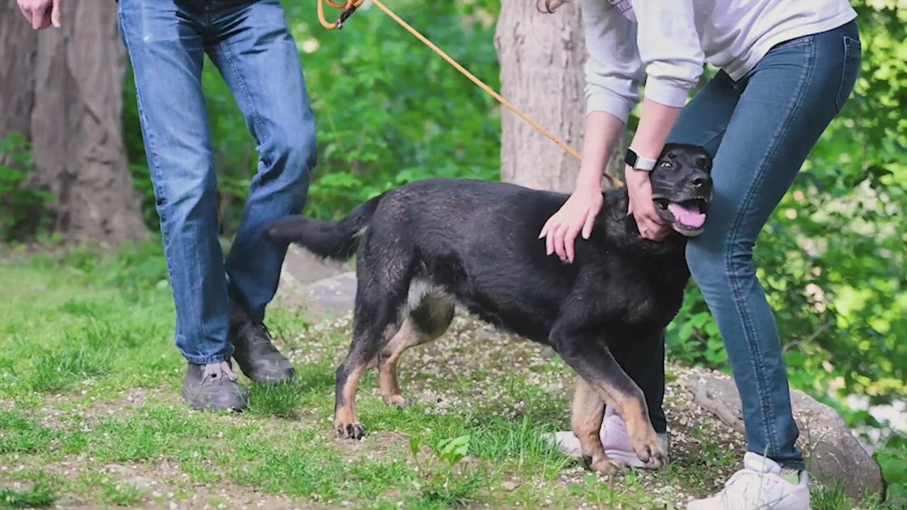 Enlarge Willow, a Adoptable German Shepherd Dog in Bedford, NY video 11/12