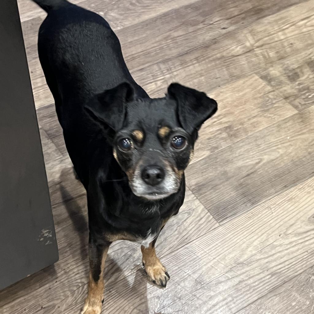 Betsy, a Adoptable Miniature Pinscher in Fond Du Lac, WI image 2/2