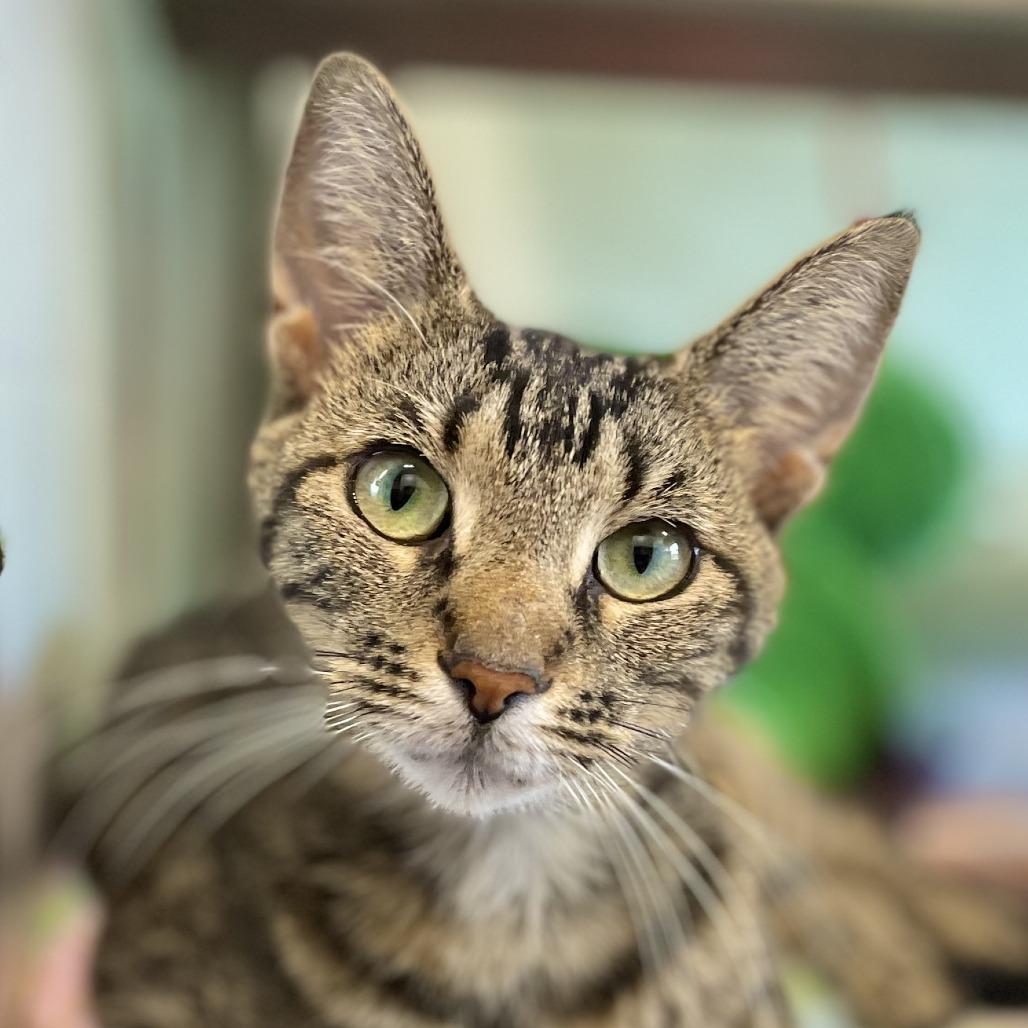 Cannoli, Adoptable, Adult Female Domestic Short Hair.