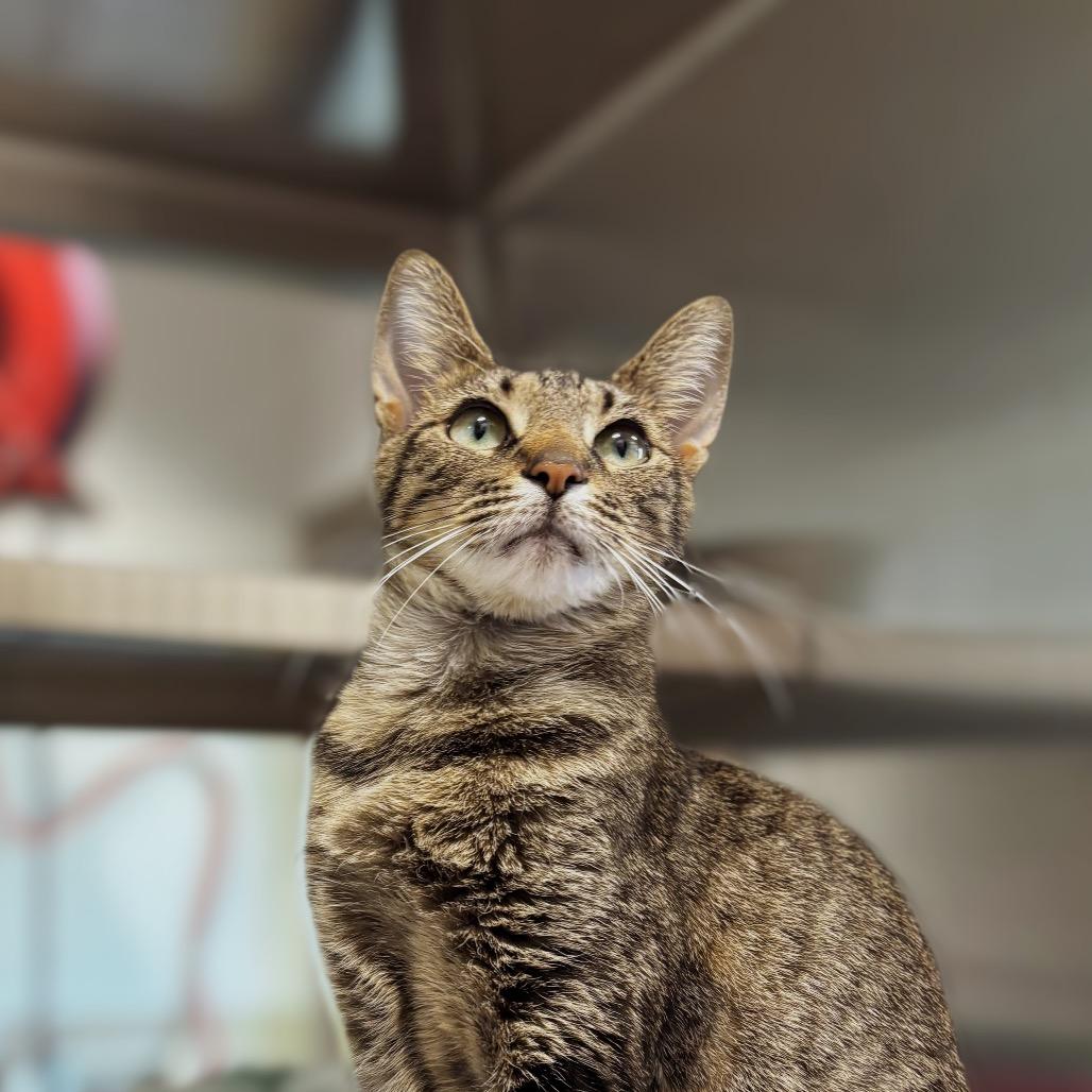 Enlarge Cannoli, a Adoptable Domestic Short Hair in Nashville, IN image 3/6