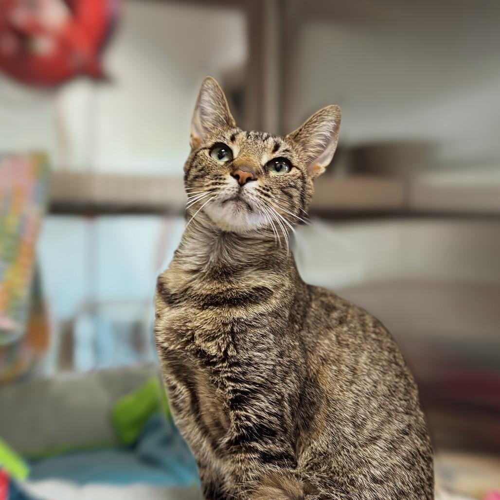 Enlarge Cannoli, a Adoptable Domestic Short Hair in Nashville, IN image 3/6