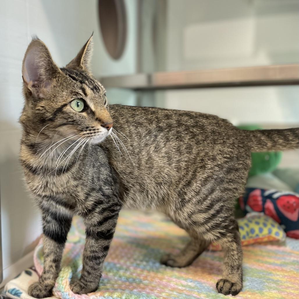 Enlarge Cannoli, a Adoptable Domestic Short Hair in Nashville, IN image 4/6