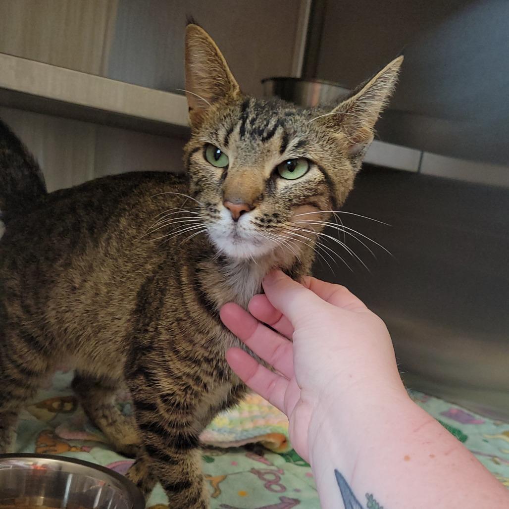 Enlarge Cannoli, a Adoptable Domestic Short Hair in Nashville, IN image 6/6