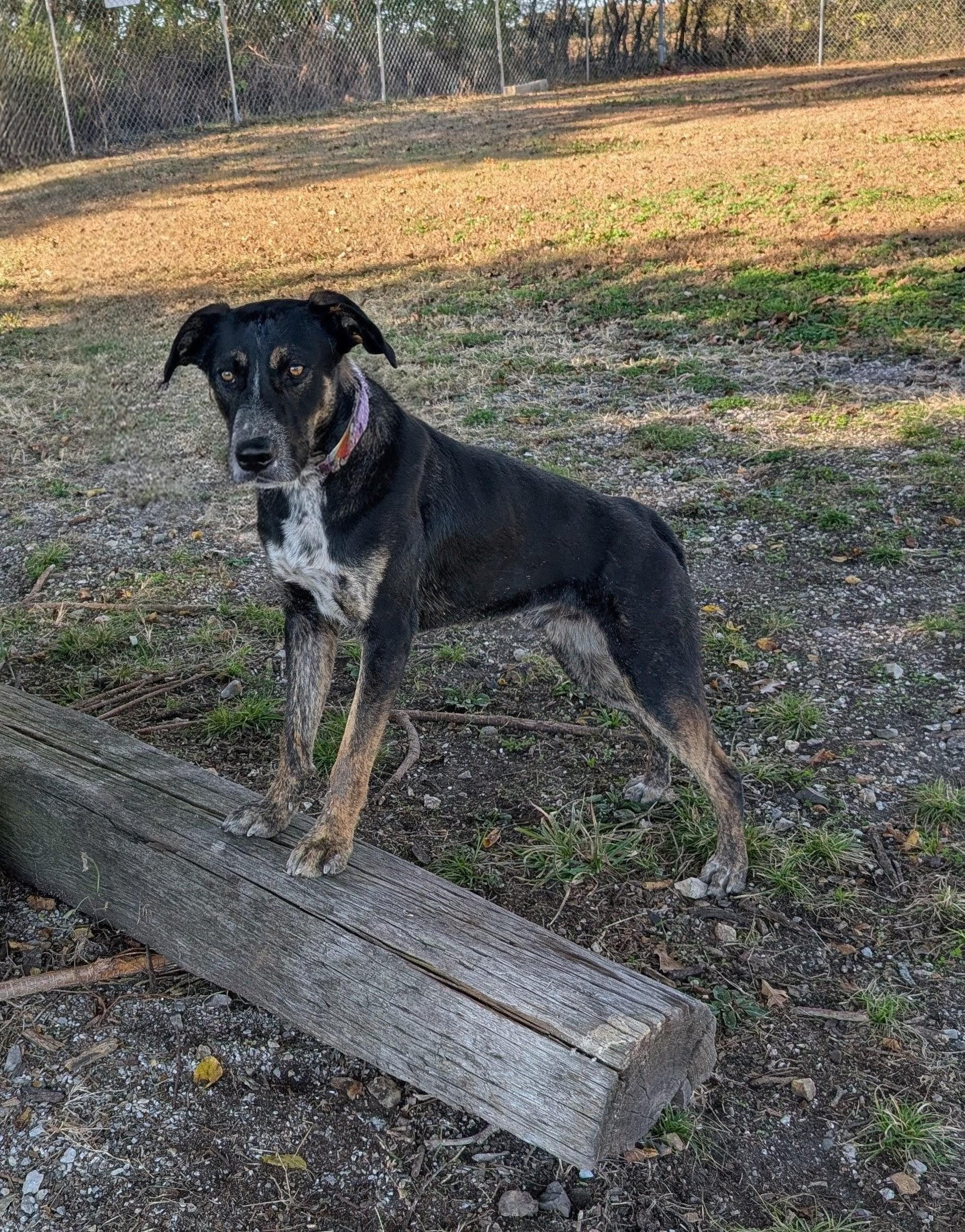Titan, Adoptable, Young Male Australian Cattle Dog / Blue Heeler.