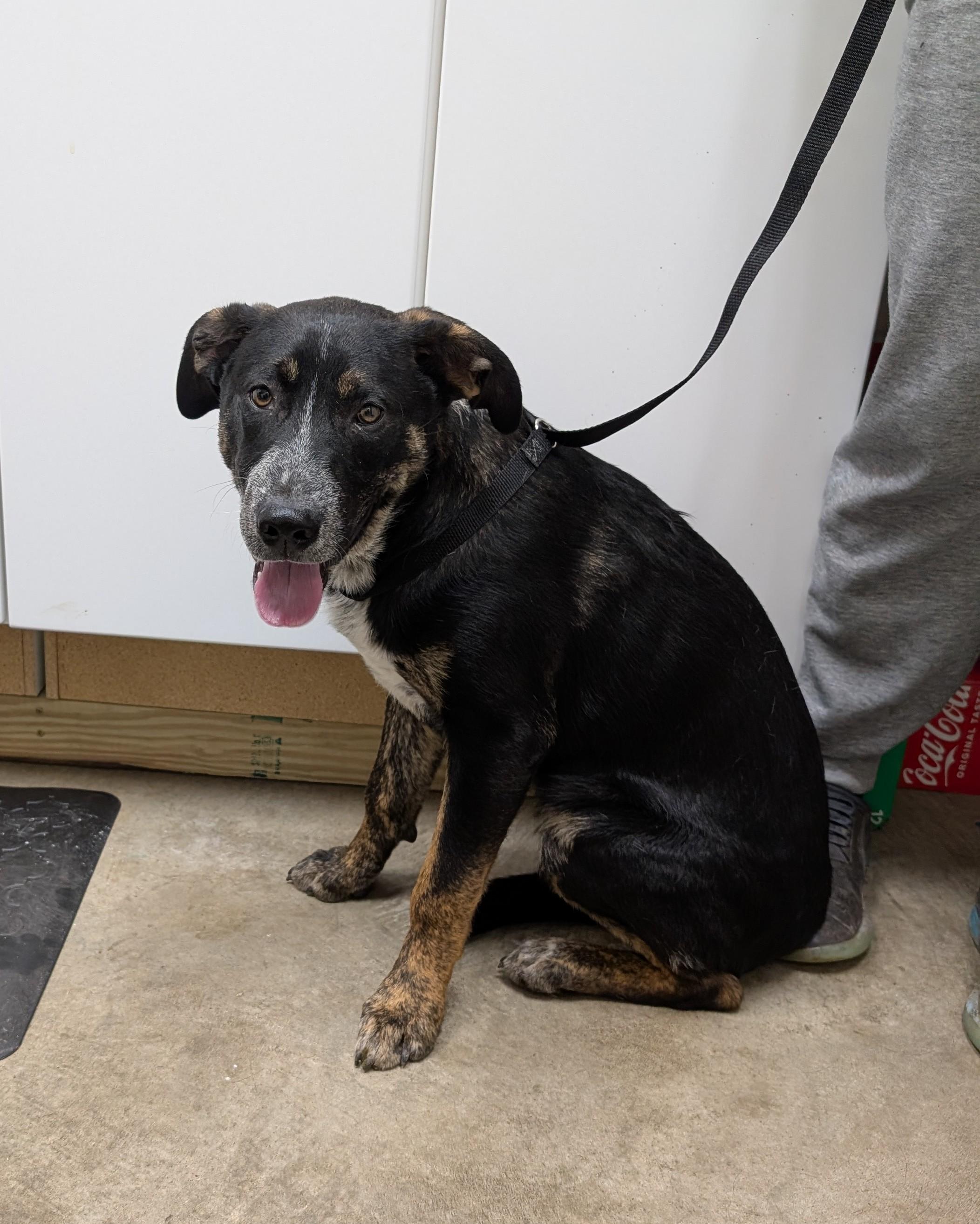 Titan, Young Male Australian Cattle Dog / Blue Heeler