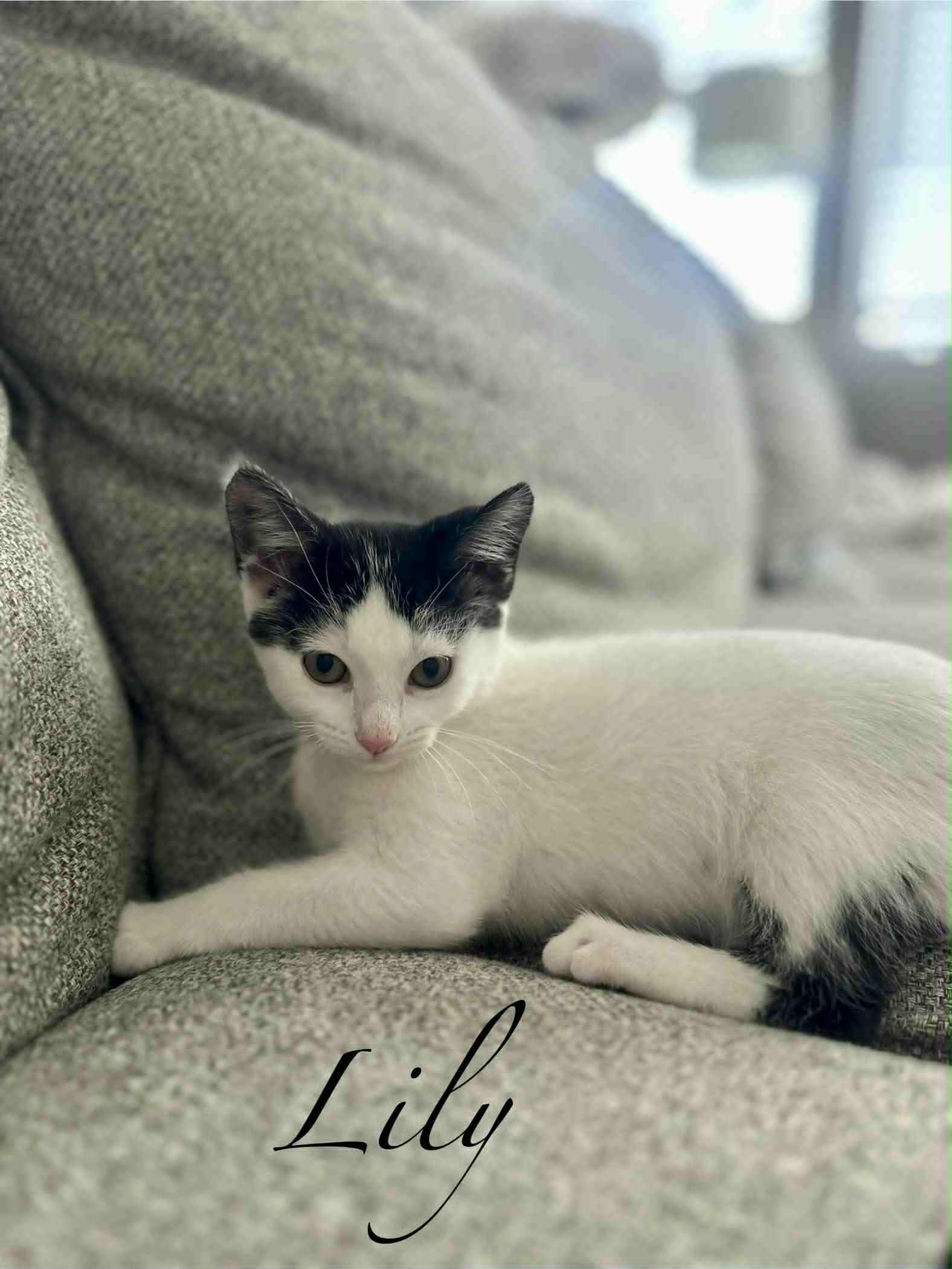 Lily, Young Female unknown