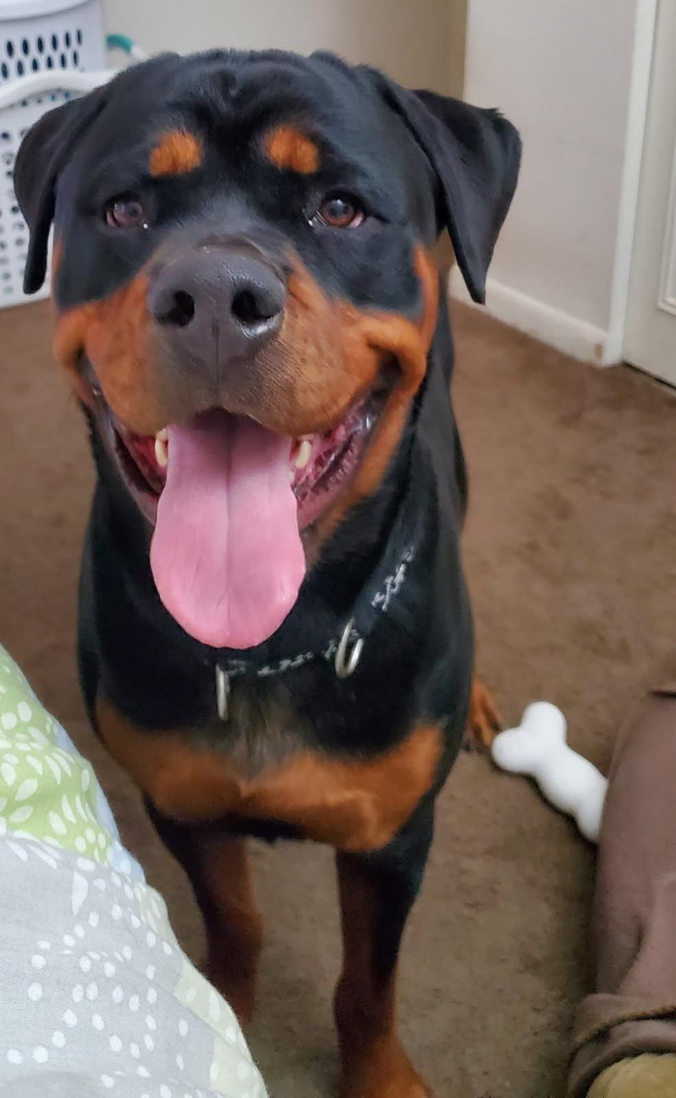 Enlarge CHARLIE, an adopted Rottweiler in Oswego, IL image 1/1