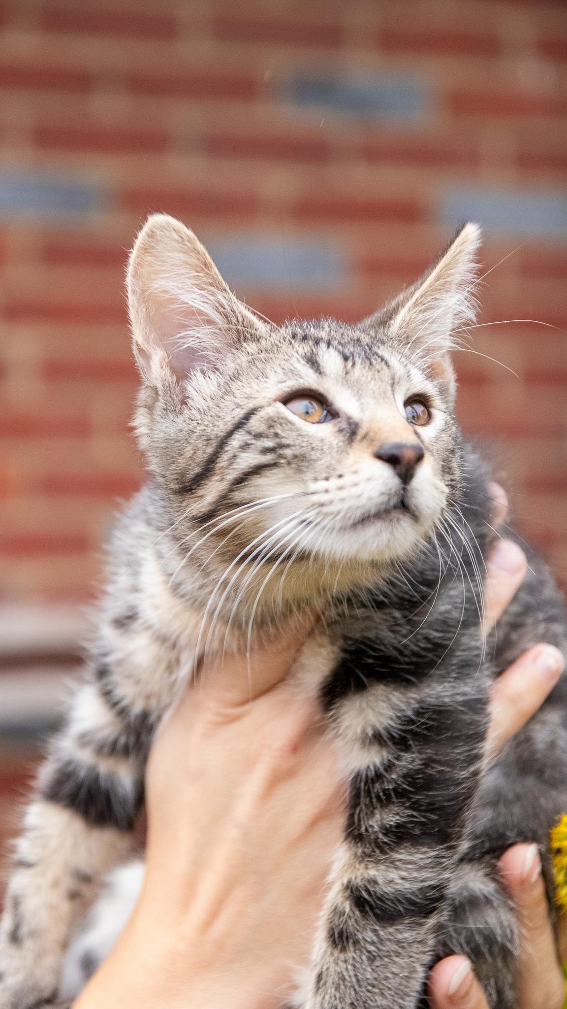 Enlarge Kody Bear, a Adopted Domestic Short Hair in Haddon Heights, NJ image 2/6