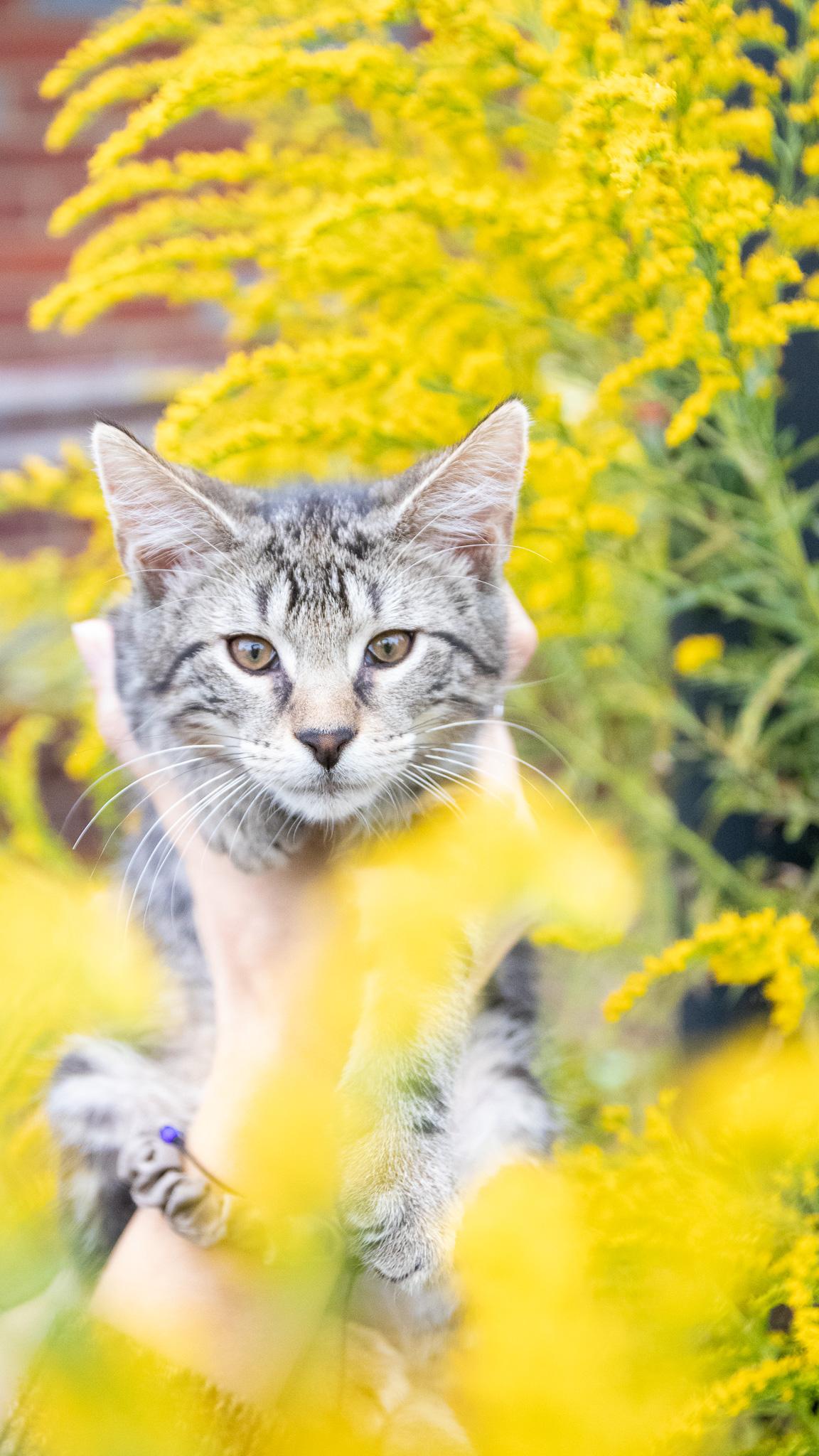 Kody Bear, Adopted, Kitten Male Domestic Short Hair.