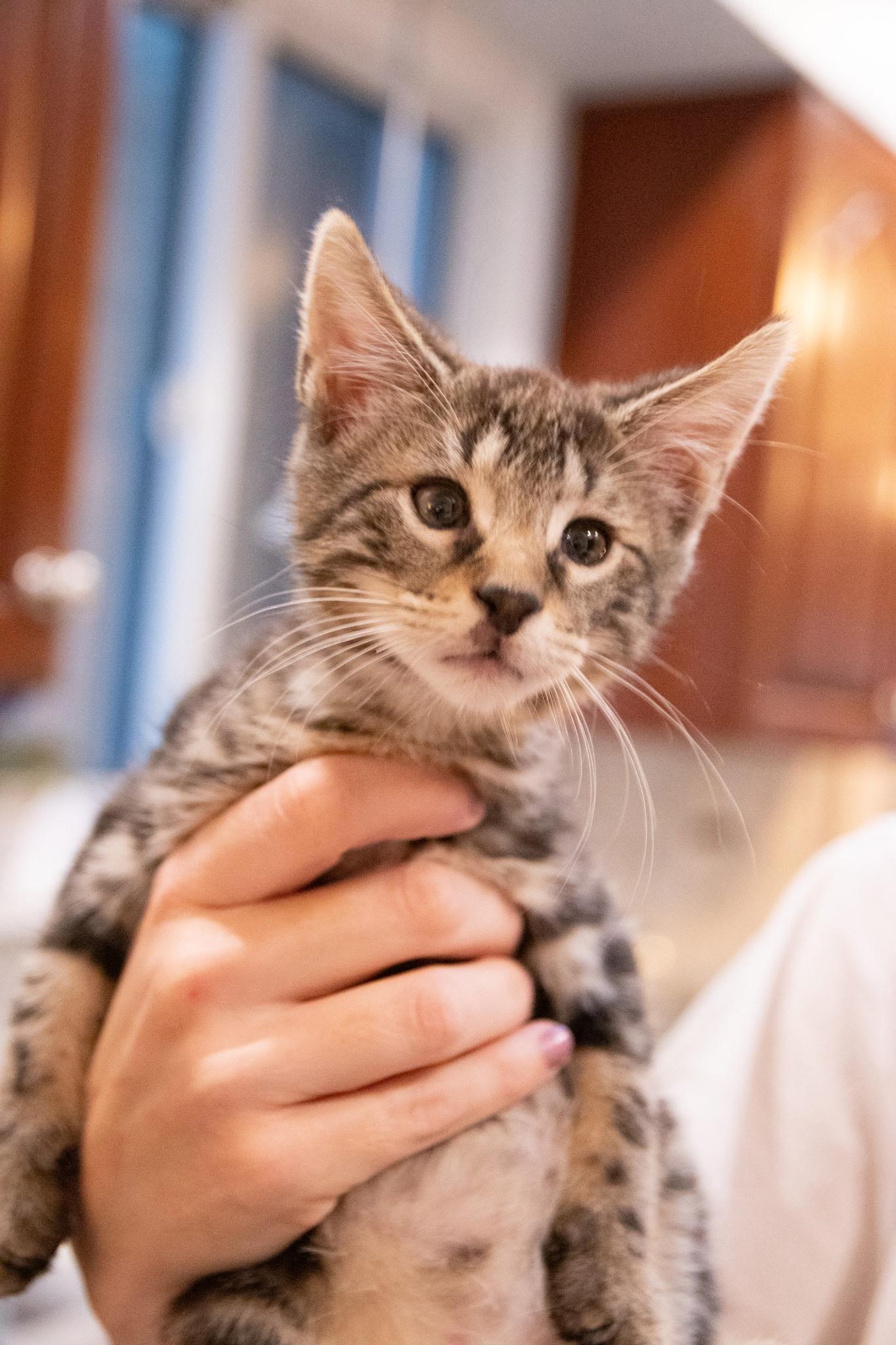 Enlarge Kody Bear, a ADOPTABLE Domestic Short Hair in Haddon Heights, NJ image 4/4