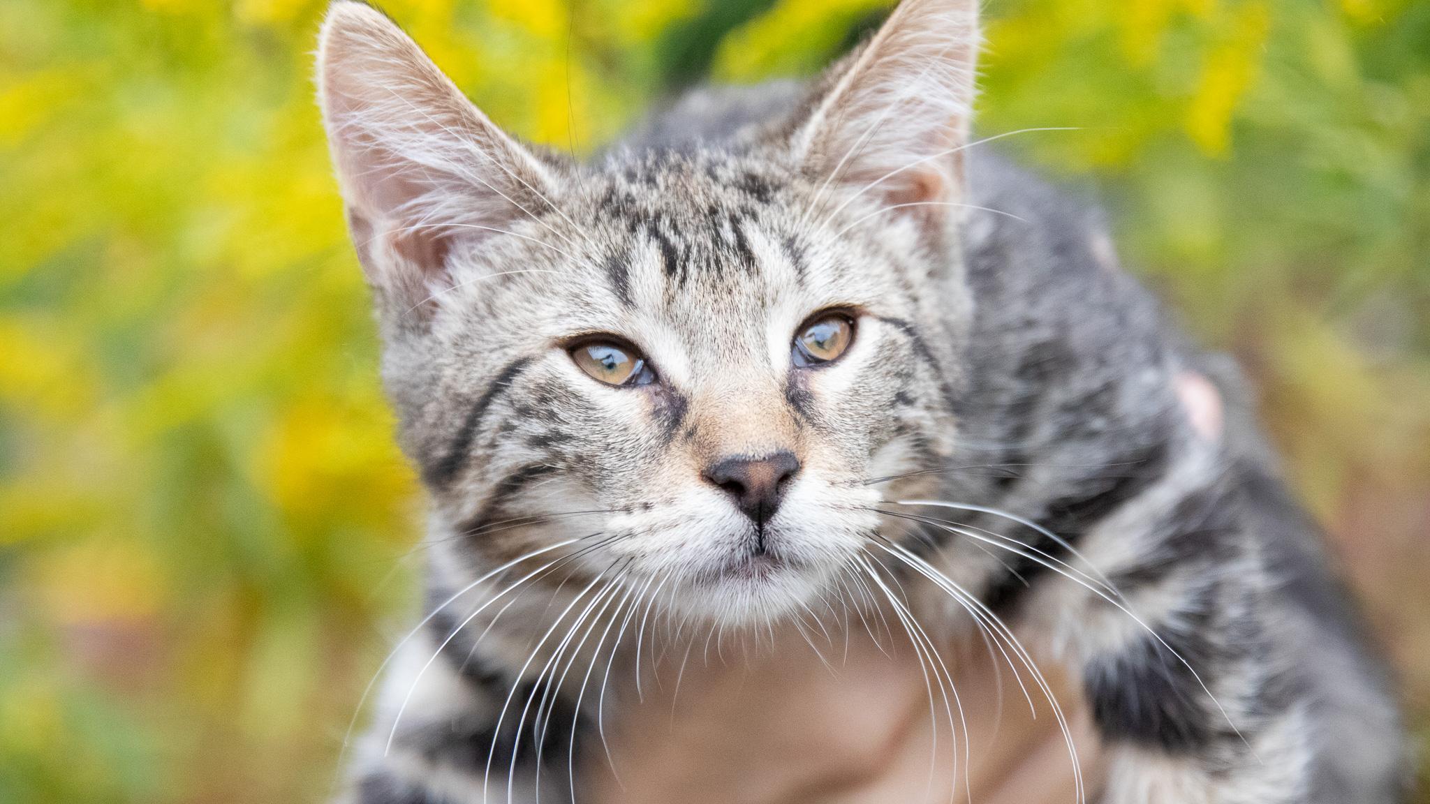Enlarge Kody Bear, a Adopted Domestic Short Hair in Haddon Heights, NJ image 3/6