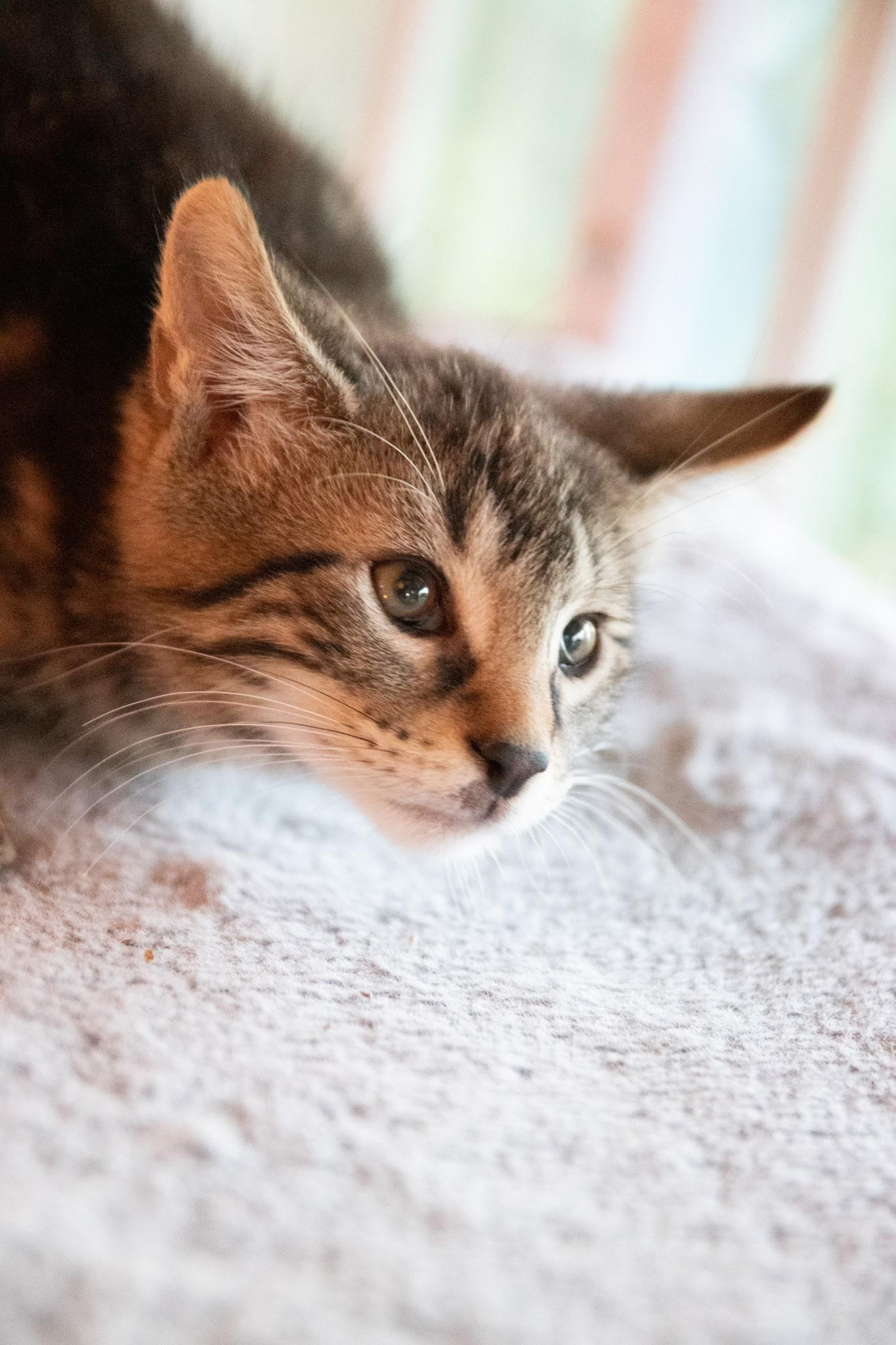 Enlarge Kody Bear, a ADOPTABLE Domestic Short Hair in Haddon Heights, NJ image 2/4