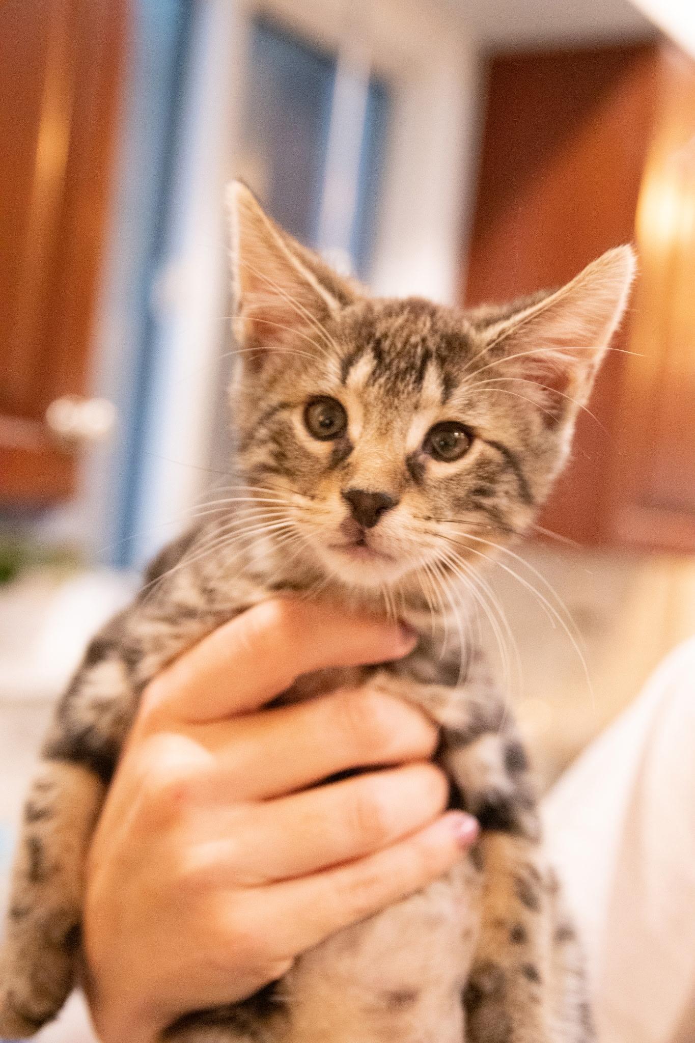 Kody Bear, ADOPTABLE, Kitten Male Domestic Short Hair.