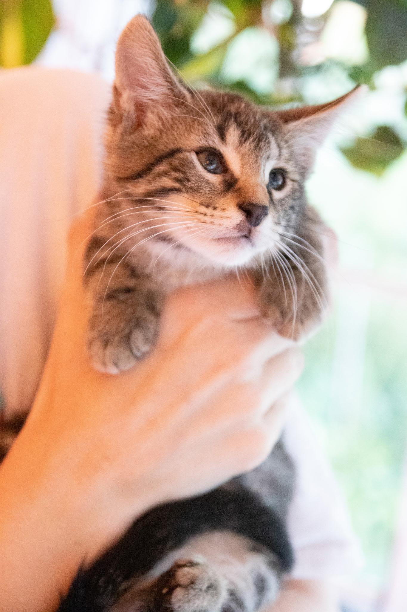 Enlarge Kody Bear, a ADOPTABLE Domestic Short Hair in Haddon Heights, NJ image 3/4