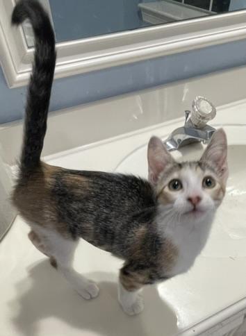 Olympia-Portofino PetSmart