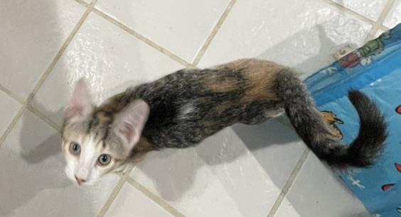 Olympia-Portofino PetSmart