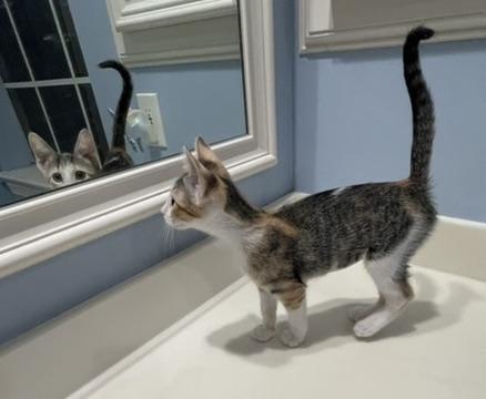 Olympia-Portofino PetSmart