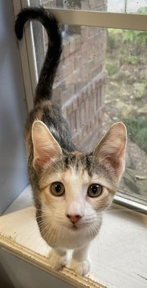 Olympia-Portofino PetSmart