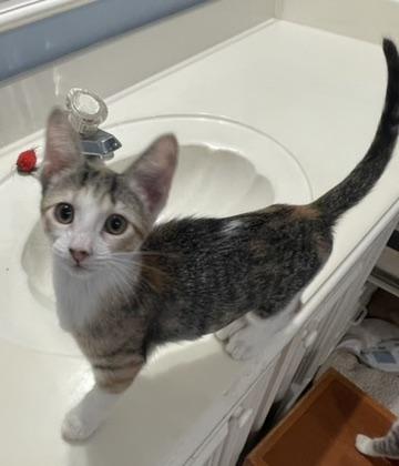 Olympia-Portofino PetSmart