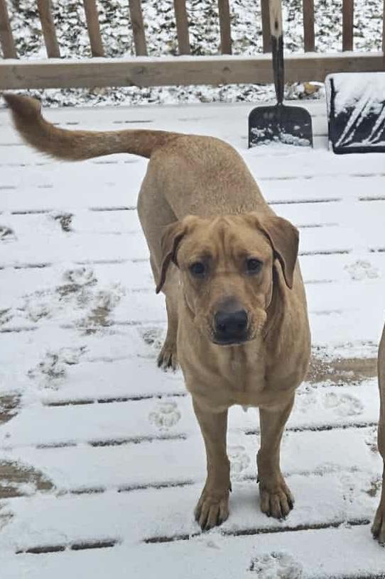 Enlarge Grizzly, a Adoptable mixed breed in Hay River, NT image 2/3