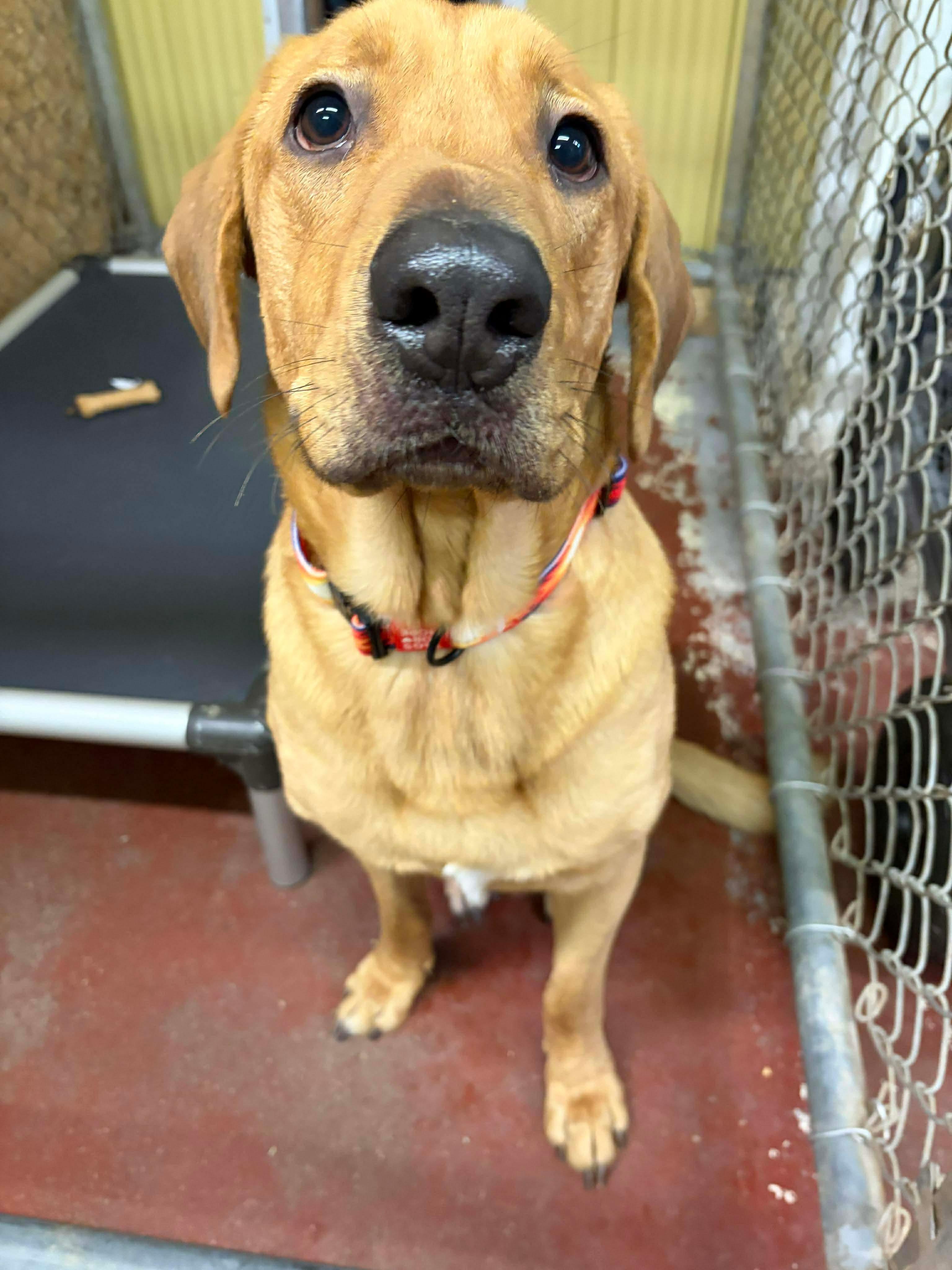 Enlarge Grizzly, a Adoptable mixed breed in Hay River, NT image 3/3