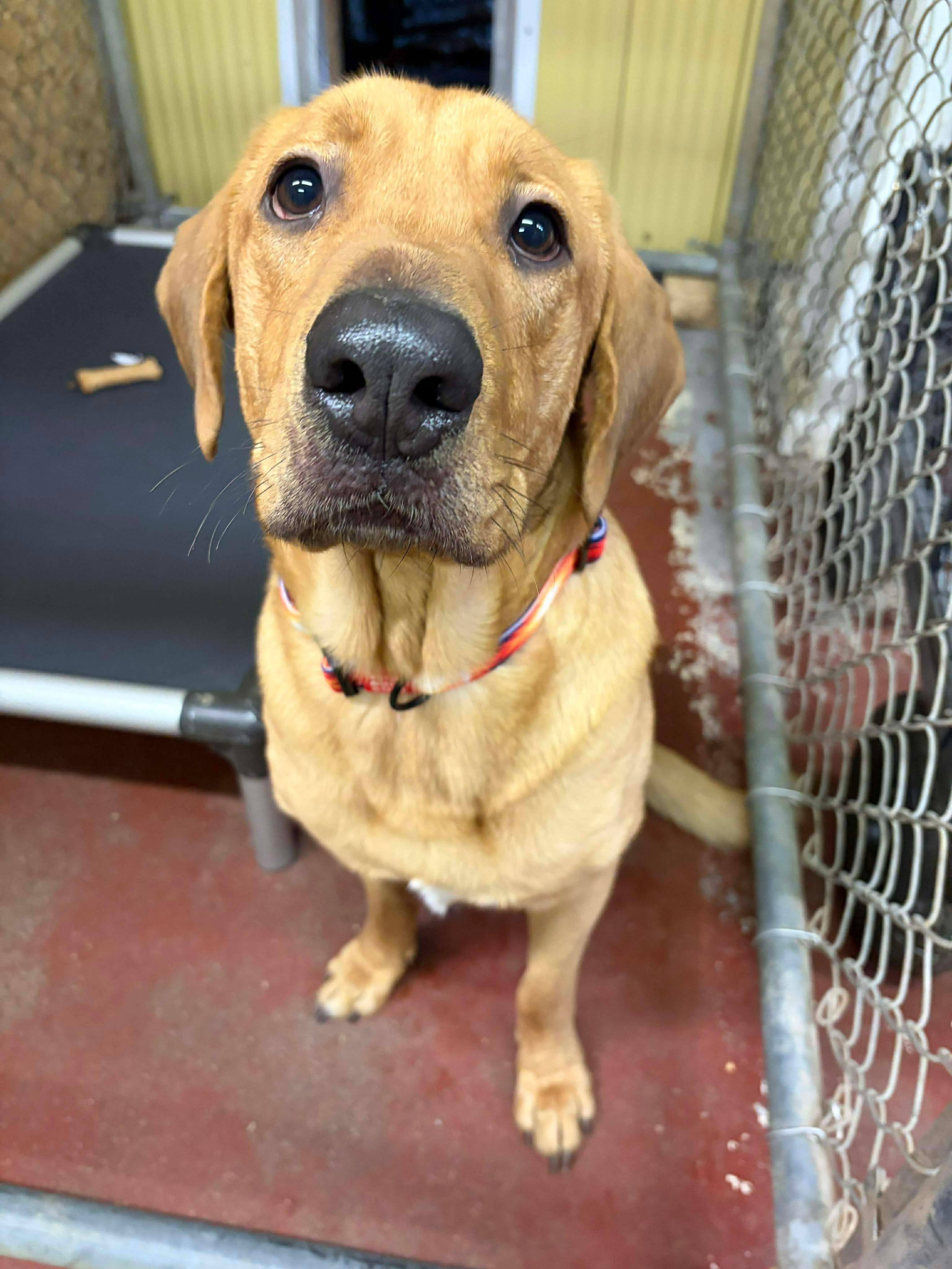 Enlarge Grizzly, a Adoptable mixed breed in Hay River, NT image 1/3