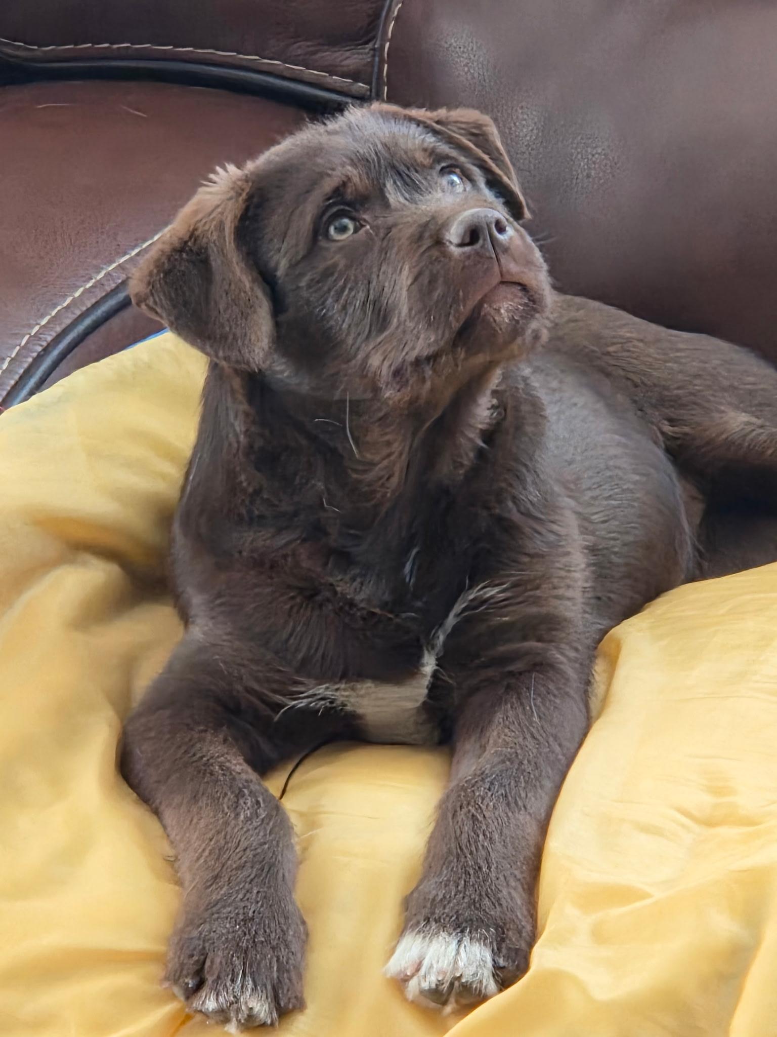 Enlarge Kassie, an adopted mixed breed in Milton, MA image 3/3