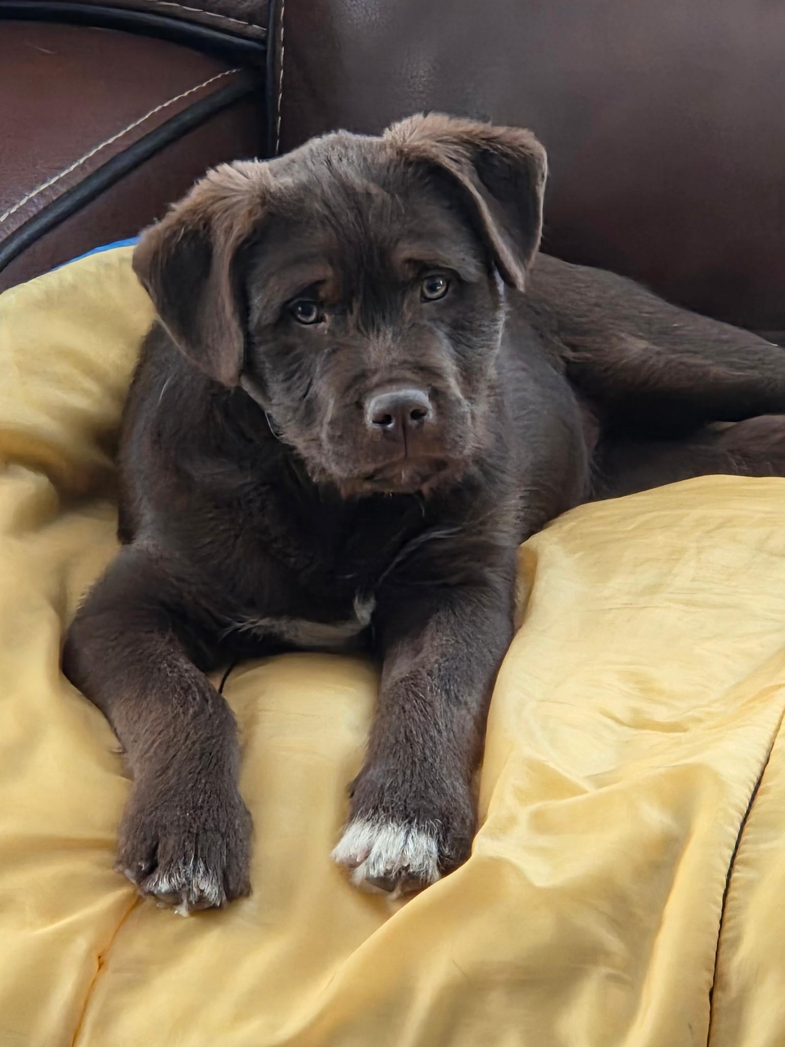 Enlarge Kassie, an adopted mixed breed in Milton, MA image 2/3