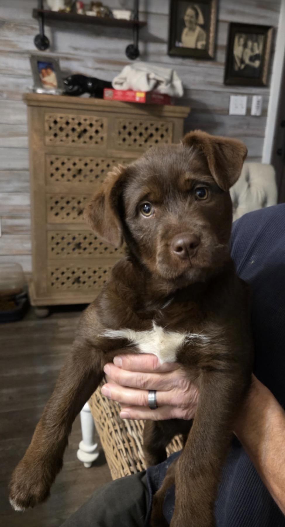 Enlarge Kassie, an adopted mixed breed in Milton, MA image 1/3