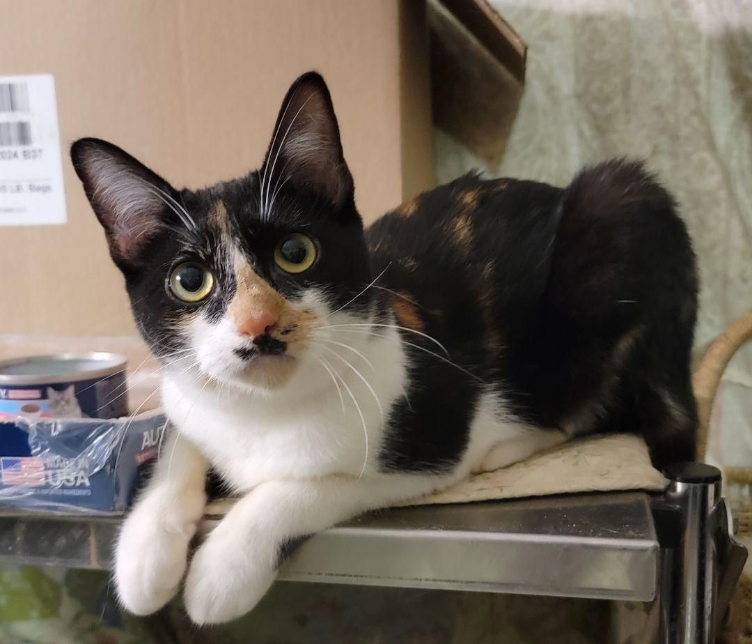 Bamboo, Adoptable, Young Female Domestic Short Hair.