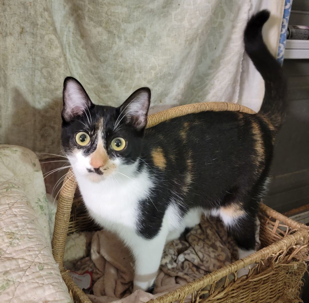 Enlarge Bamboo, a Adoptable Domestic Short Hair in Cypress, TX image 2/6