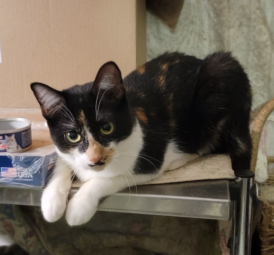 Enlarge Bamboo, a Adoptable Domestic Short Hair in Cypress, TX image 3/6