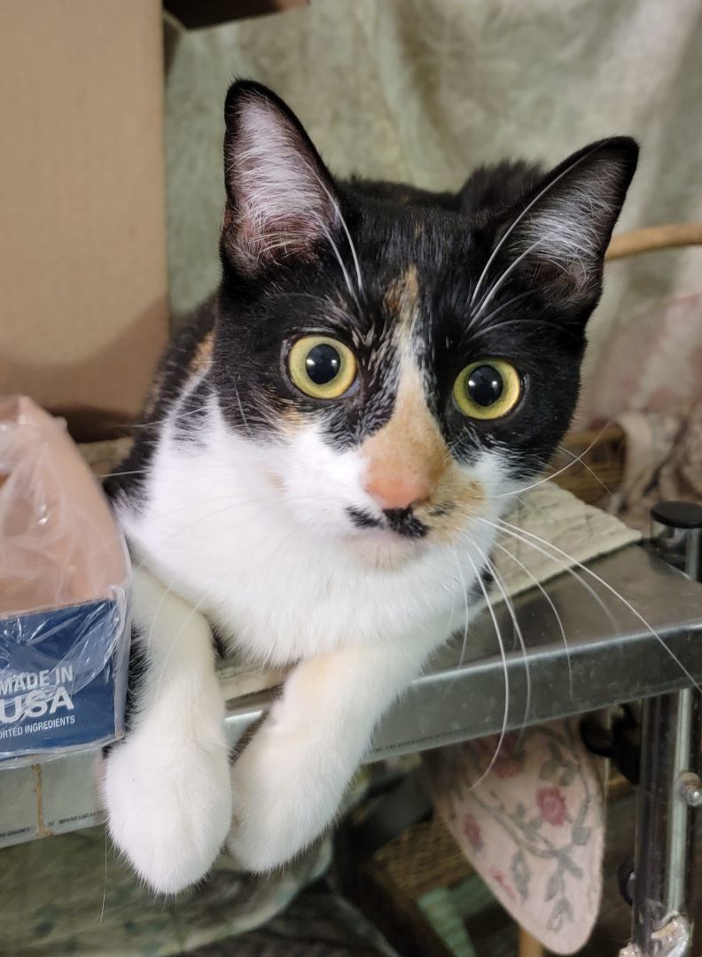 Enlarge Bamboo, a Adoptable Domestic Short Hair in Cypress, TX image 4/6