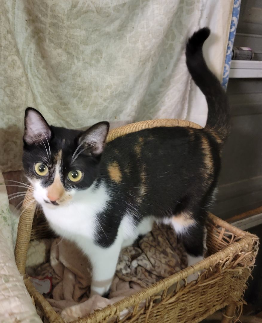 Enlarge Bamboo, a Adoptable Domestic Short Hair in Cypress, TX image 5/6