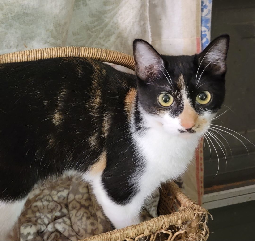 Enlarge Bamboo, a Adoptable Domestic Short Hair in Cypress, TX image 6/6