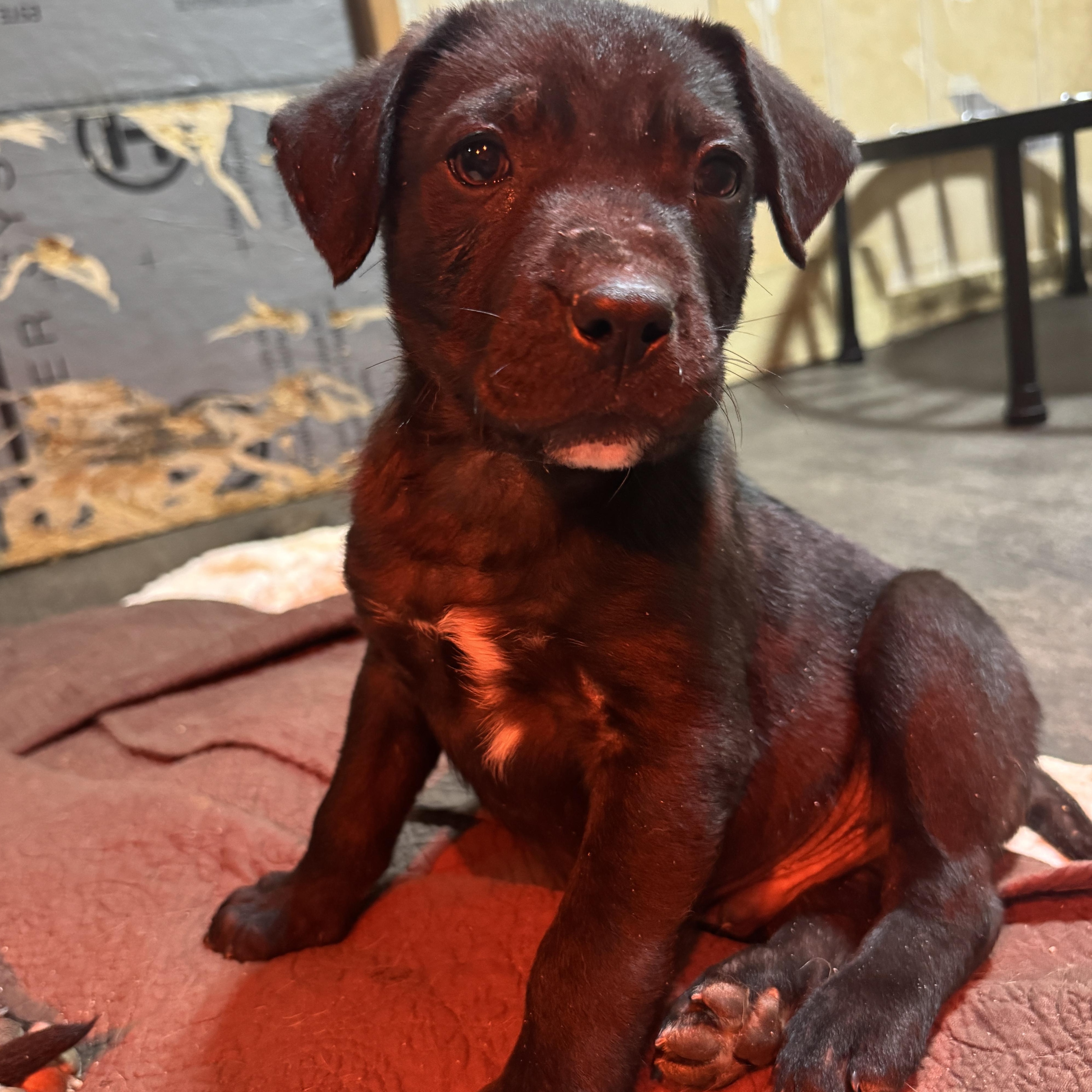 Enlarge Lucky, a Adoptable mixed breed in Stormville, NY image 4/5