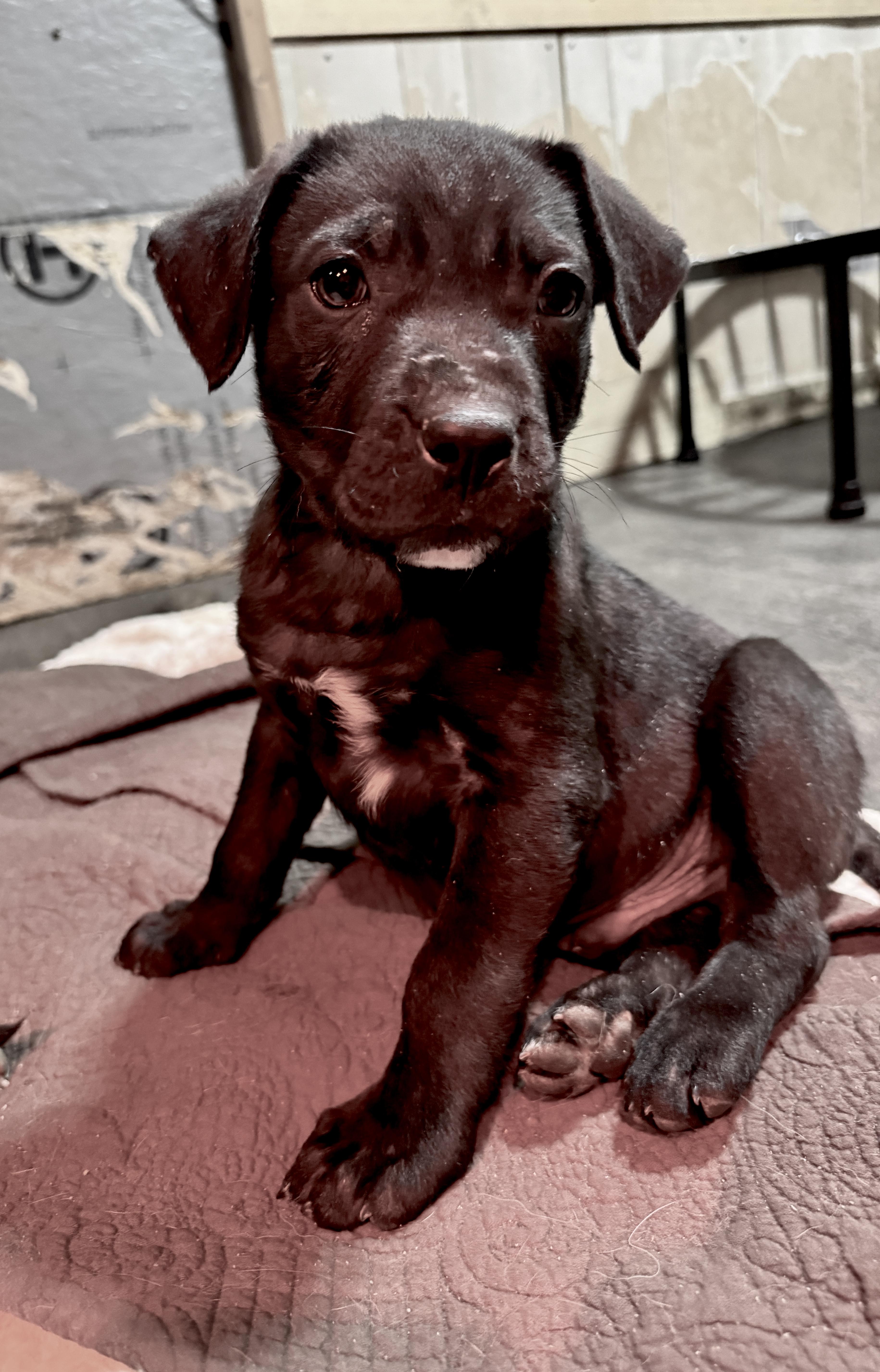 Enlarge Lucky, a Adoptable mixed breed in Stormville, NY image 1/5