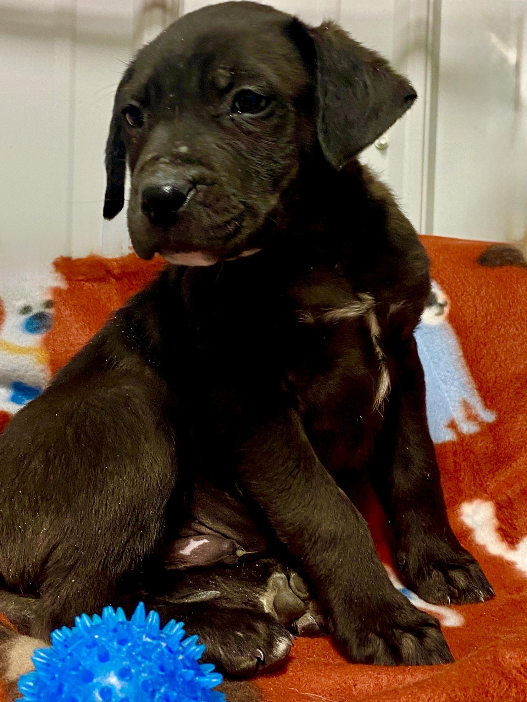 Enlarge Lucky, a Adoptable mixed breed in Stormville, NY image 2/5