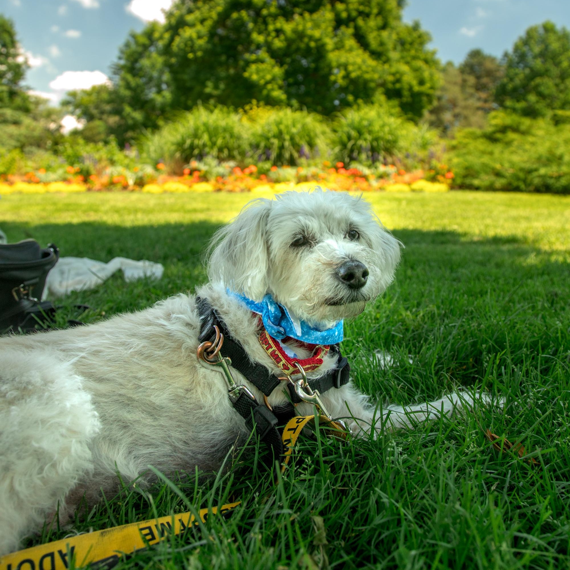 Fredy, a ADOPTABLE Mixed Breed in Mississauga, ON image 3/5
