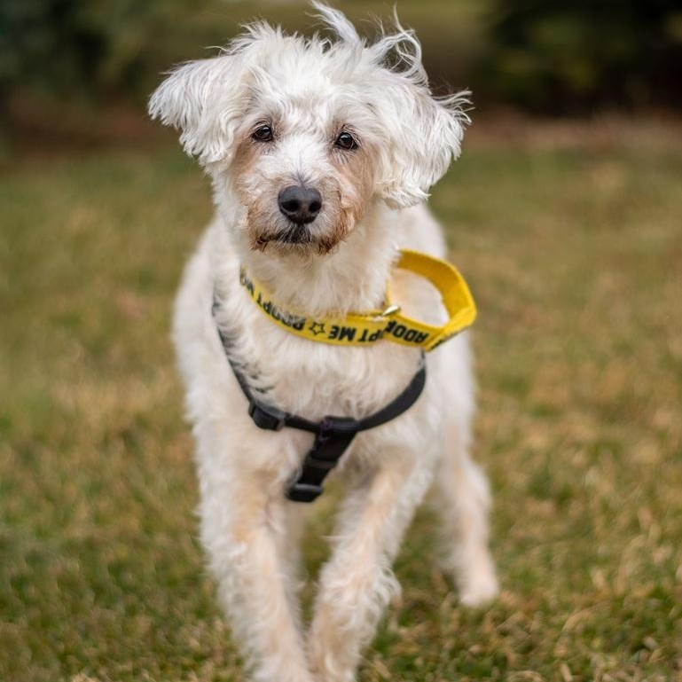 Fredy, a ADOPTABLE Mixed Breed in Mississauga, ON image 5/5