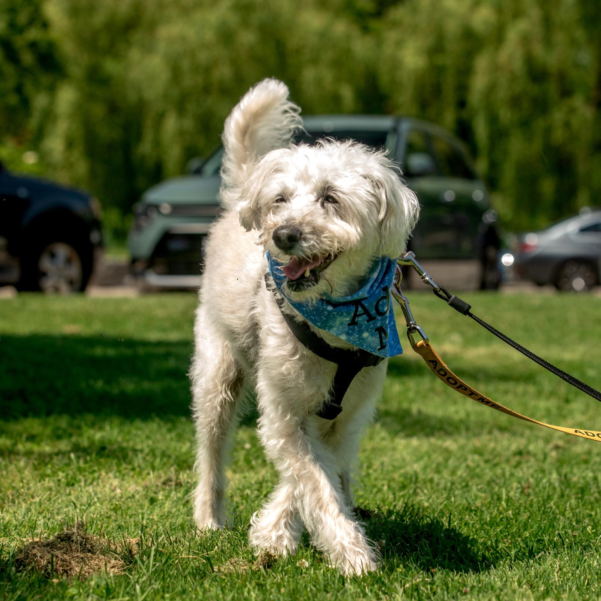 Fredy, a ADOPTABLE Mixed Breed in Mississauga, ON image 1/5