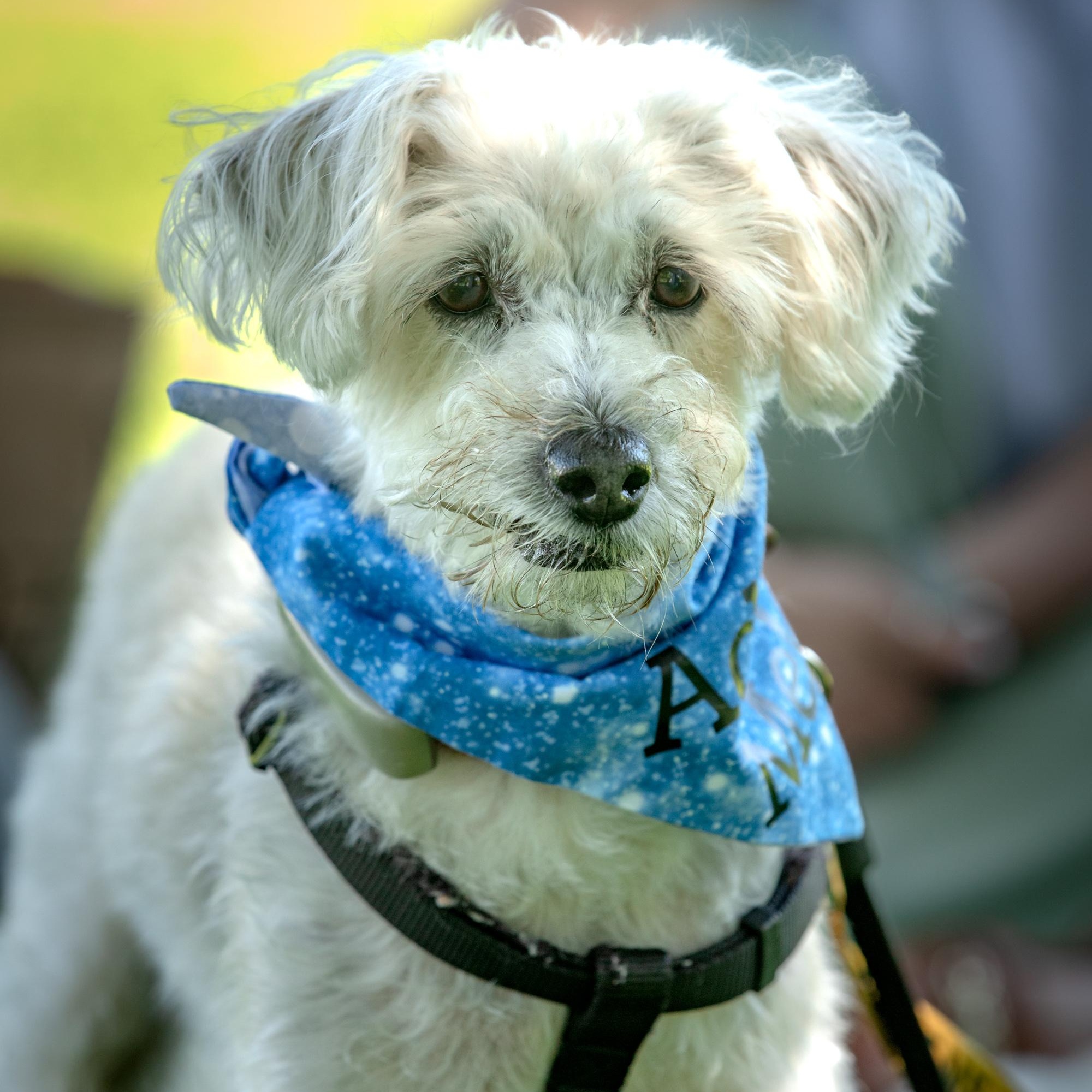 Fredy, a ADOPTABLE Mixed Breed in Mississauga, ON image 2/5
