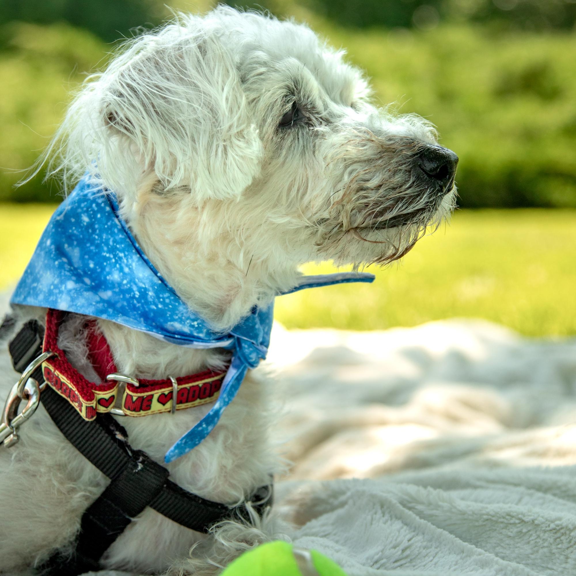 Fredy, a ADOPTABLE Mixed Breed in Mississauga, ON image 4/5